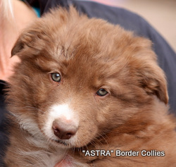 Red and white, Male, Smooth to medium coated, border collie puppy